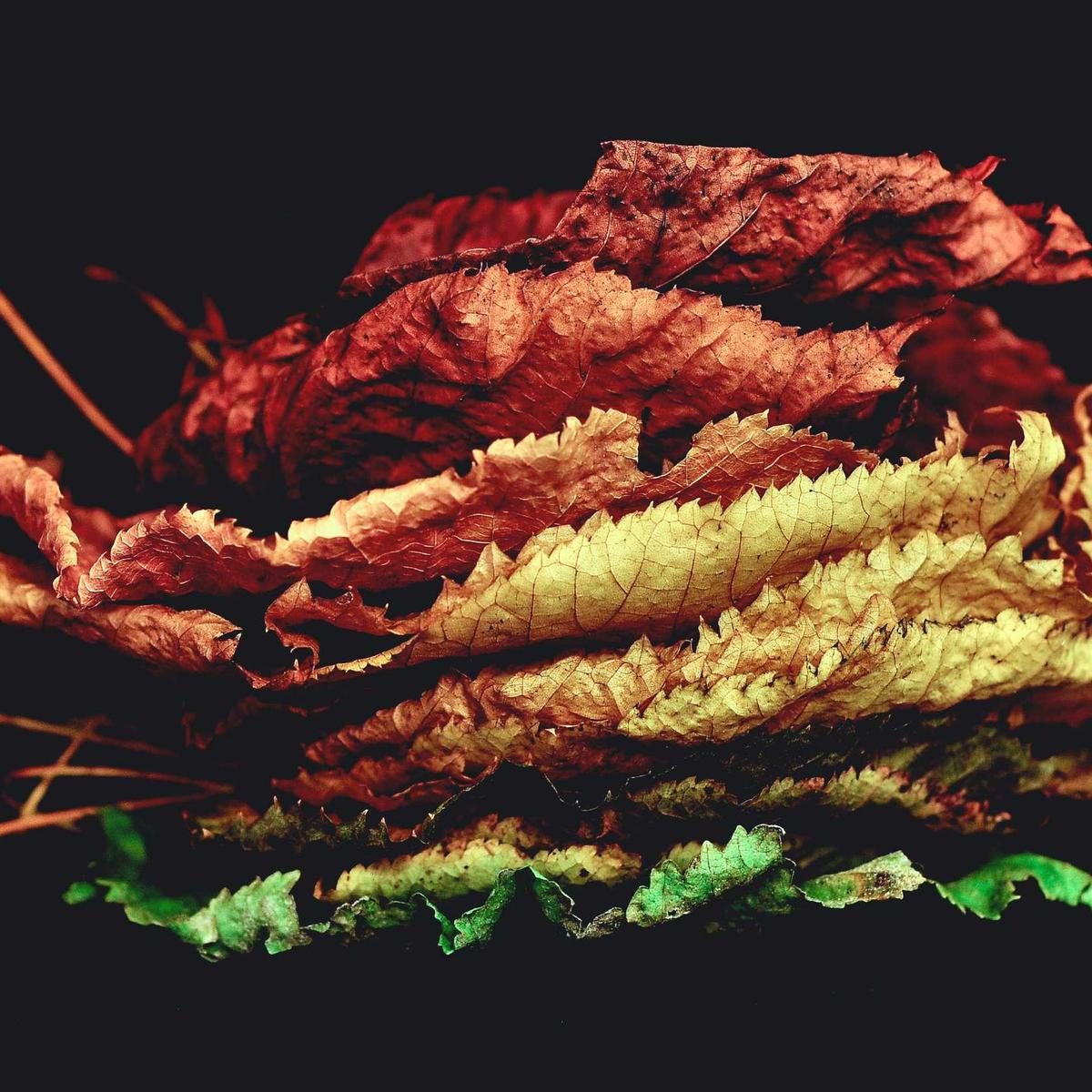 Atlas artificial plant